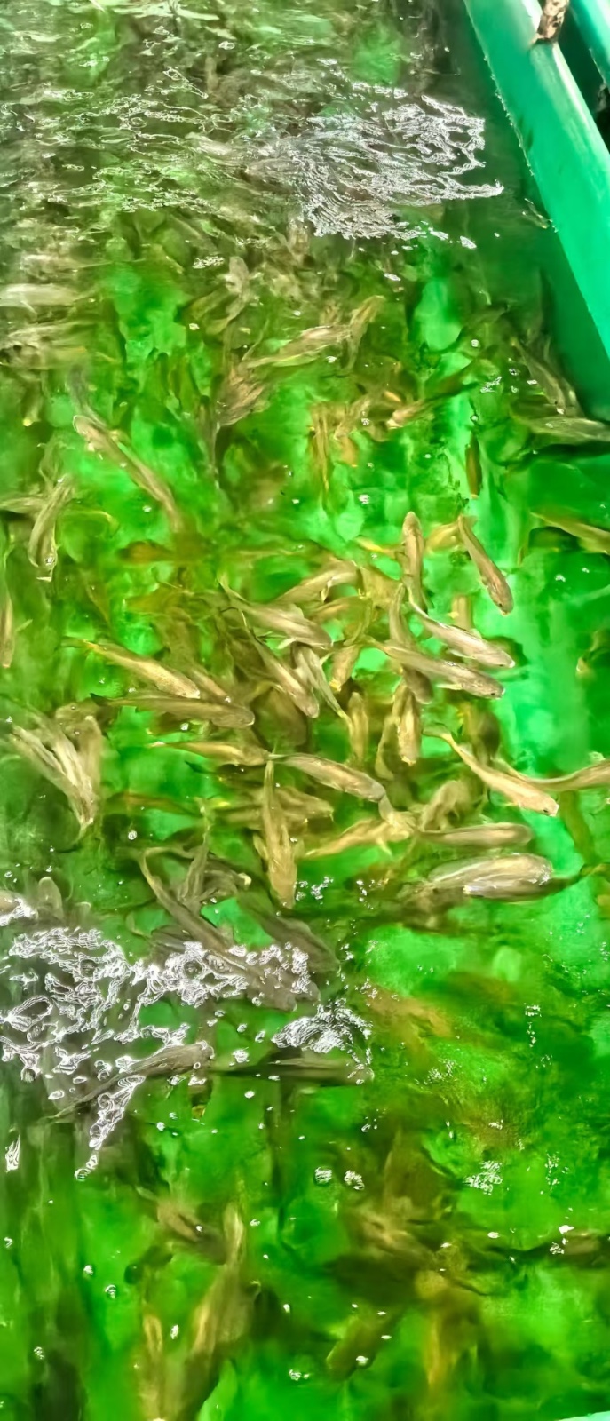 WechatIMG185_副本.jpg